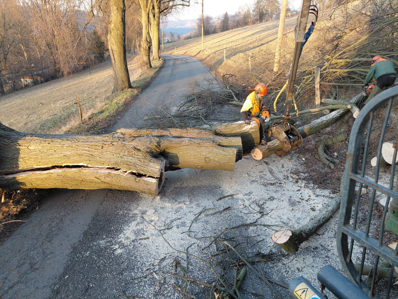 Linde Tannertstraße wird zersägt