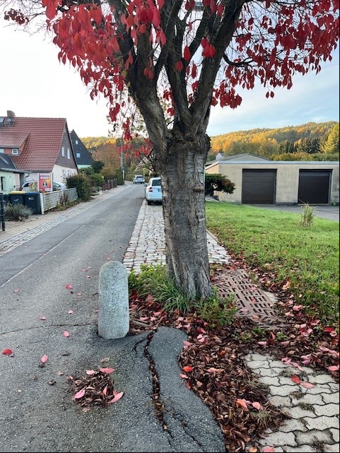 Kirschbäume Gutsweg