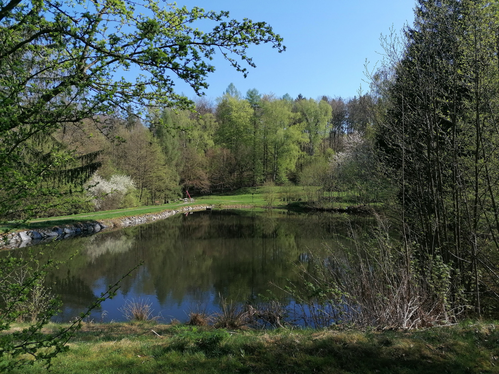 Teich Forelle