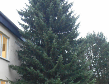 Weihnachtsbaum Finkenbergstr 17