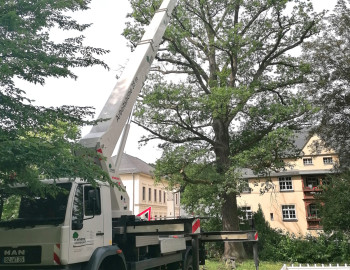 Baumpflegearbeiten Alter Friedhof