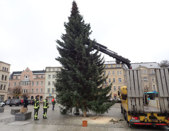 Weihnachtsbaum Markt