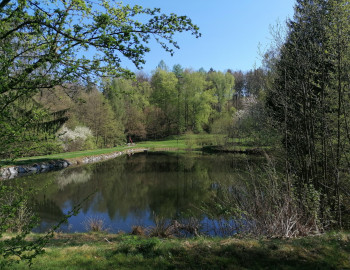 Teich Forelle