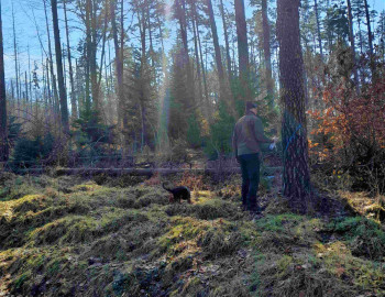 Waldpflege Buchenparkhalle HIN