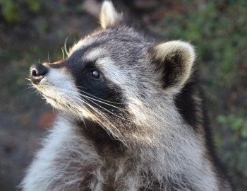 Waschbär